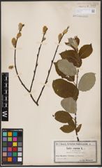 Foto von Salix caprea L.